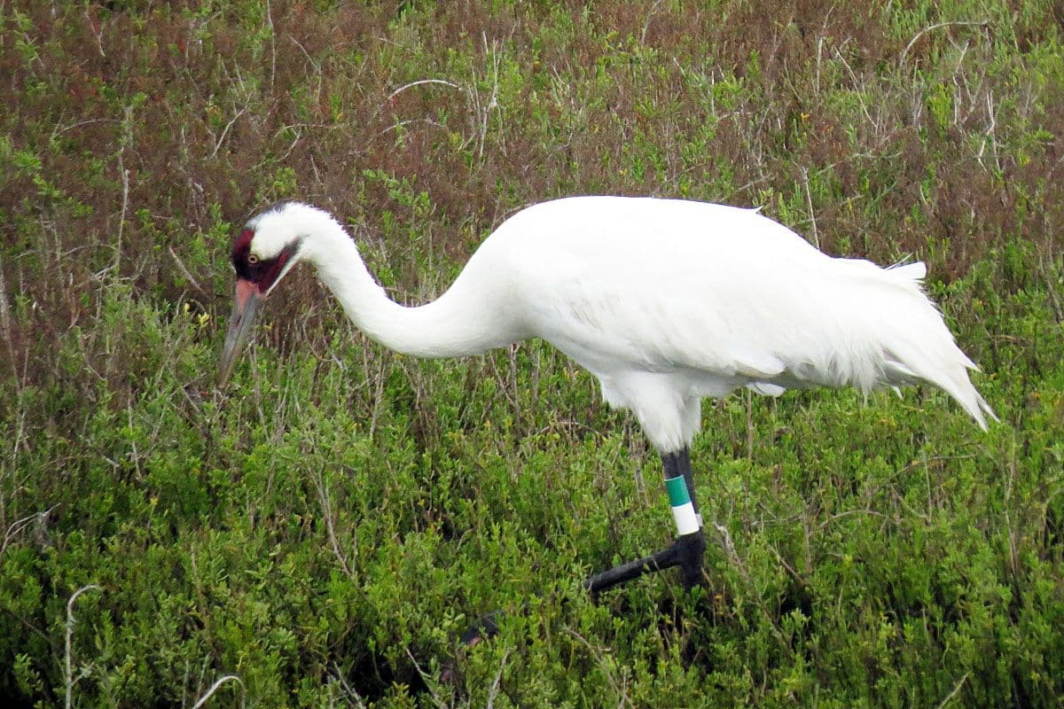 A whooping crane wading through coastal marsh grass on the Texas flyway