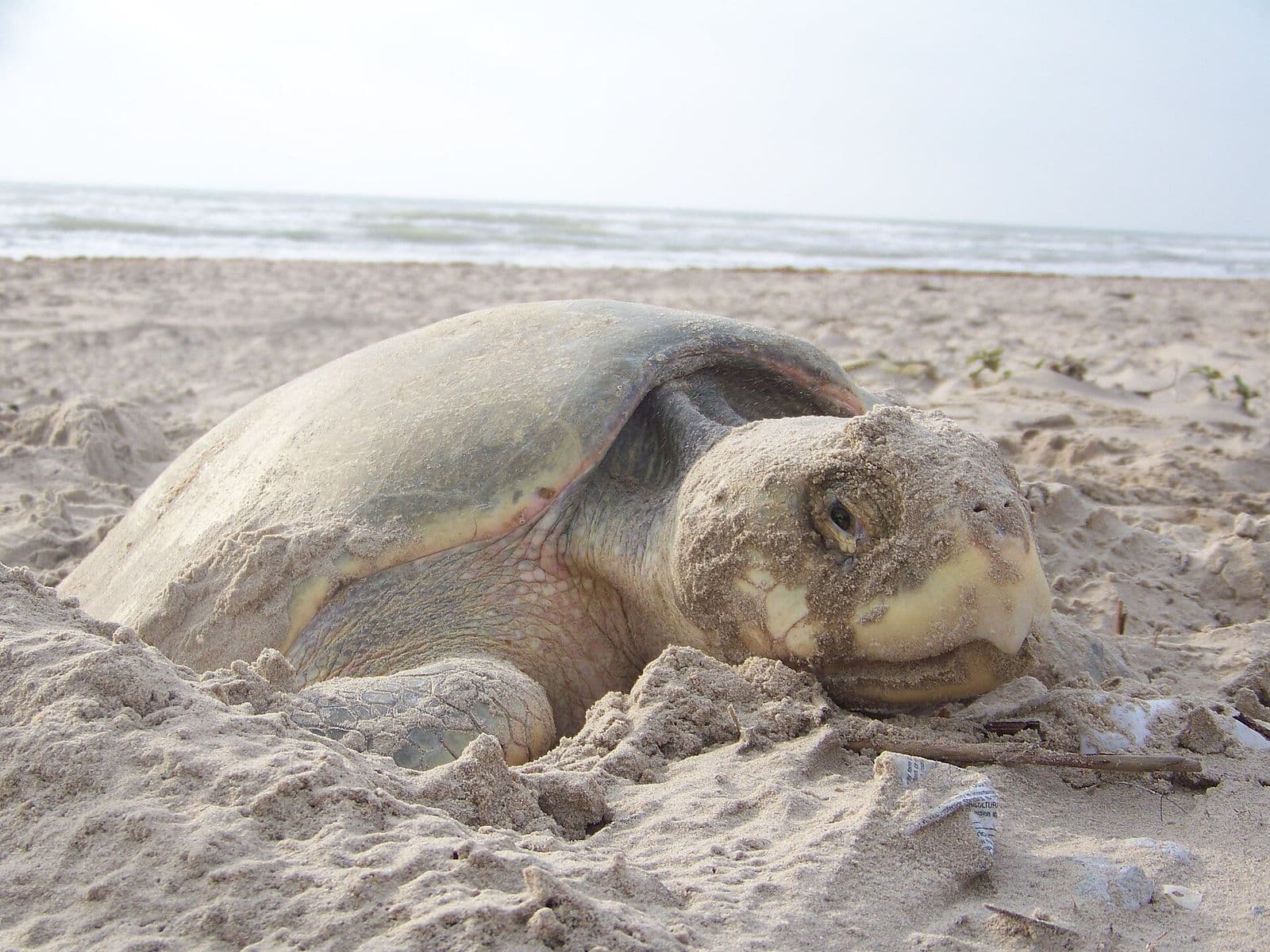 A Kemp's ridley sea turtle on the sand at Padre Island National Seashore