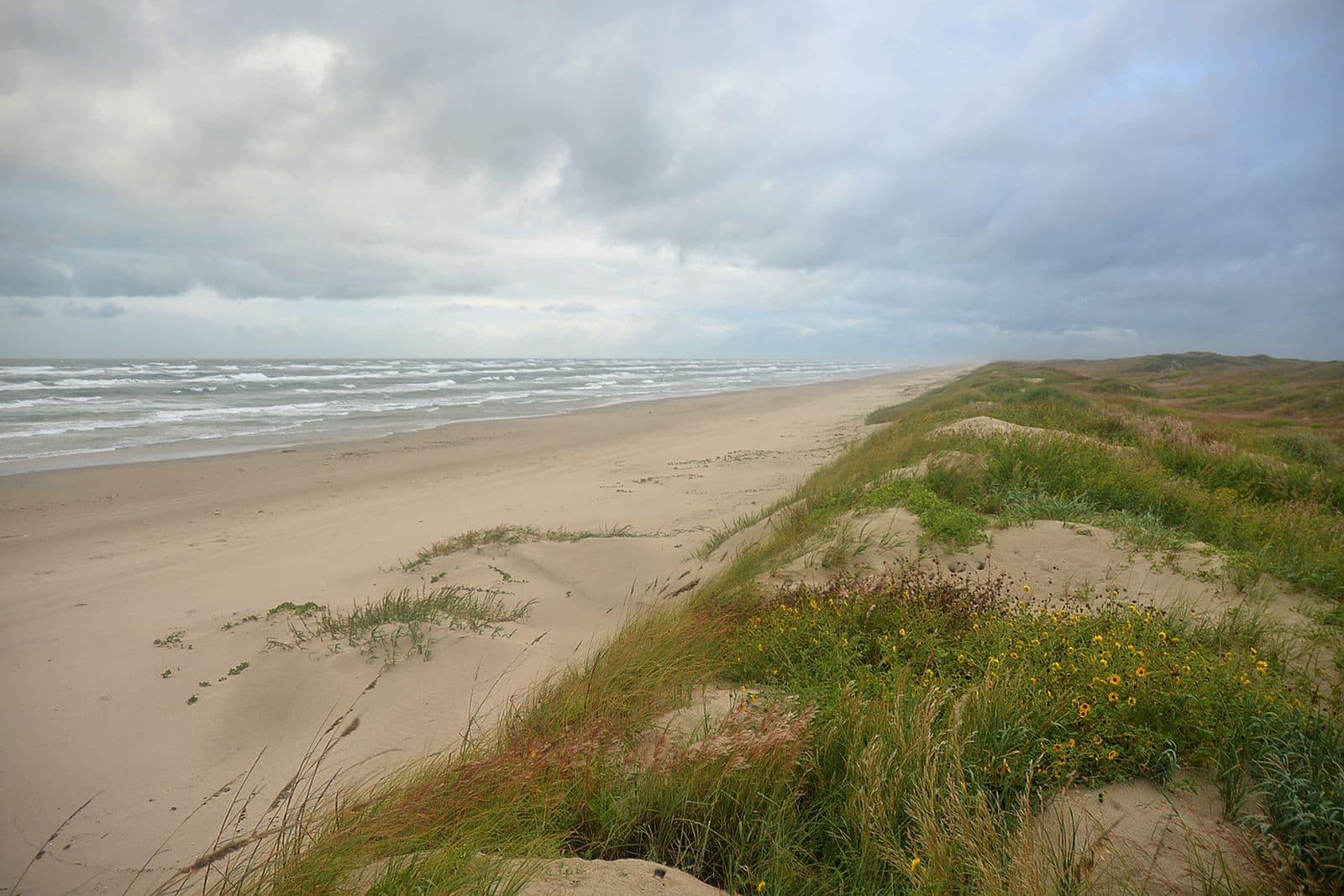 Wind-rippled dunes and sea oats along the beach at Padre Island National Seashore